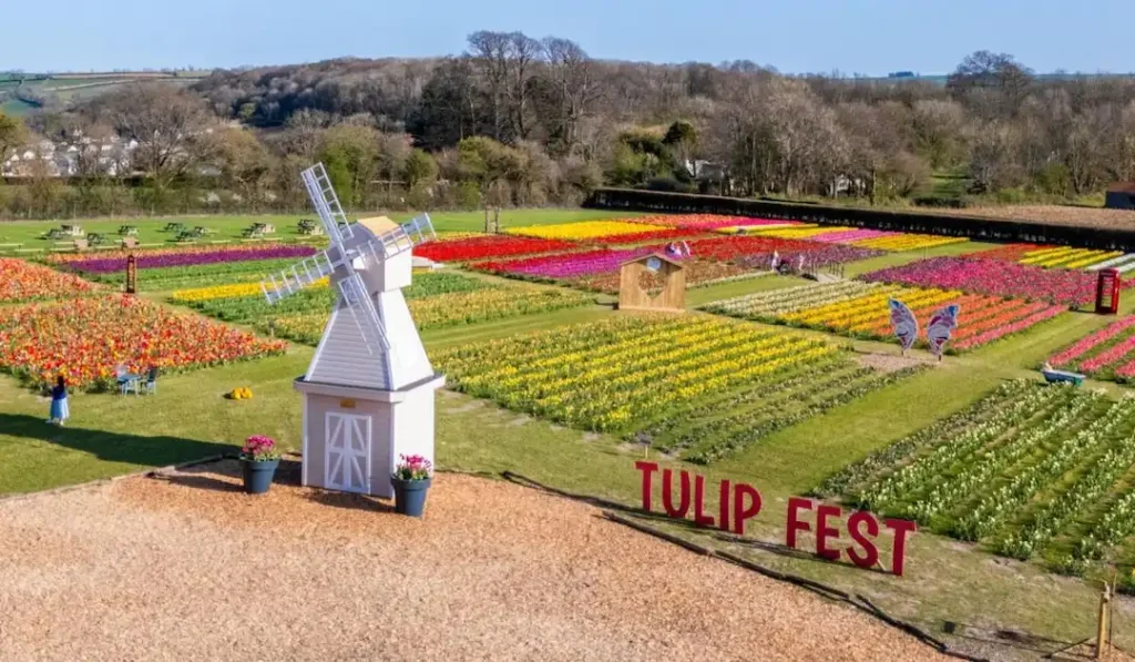 UK Tulip Festival Locations